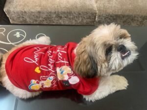 Golden Tails Printed Red T-Shirt for Dogs and Cats (Medium-16)