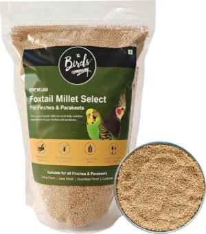 The Birds Company Foxtail Millet (Kangni), Bird Food for All Life Stages Canary, Finches, Waxbills, Budgies, Lovebirds, Cockatiels, Parrots & Parakeets, 450 g