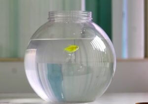 Aquarium Bowl for Fish | Home | Office |Easy to Handle | Long Lasting | Unbreakable |Rust Resistant | Plastic | not Glass | Fish Bowl (8 LTR)