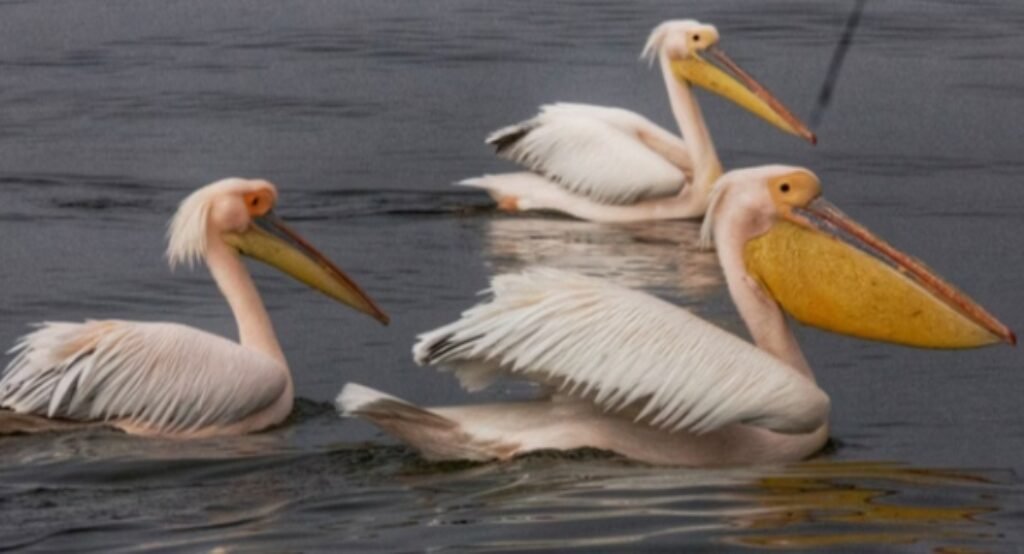 pelican